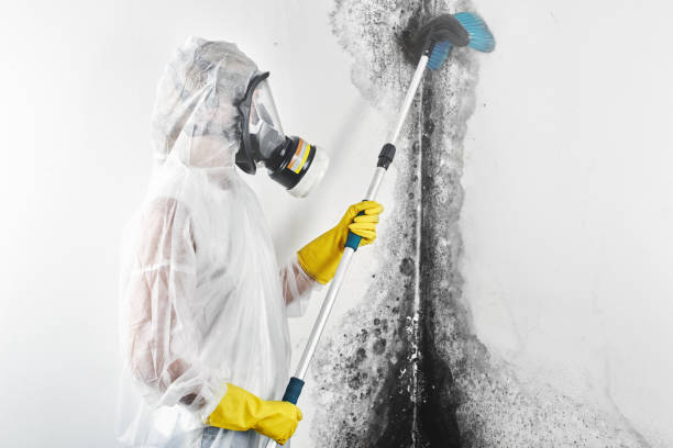 Best Biohazard Mold Removal  in USA